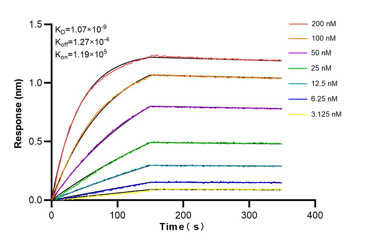 Affinity and Kinetic Characterization of 86022-1-RR