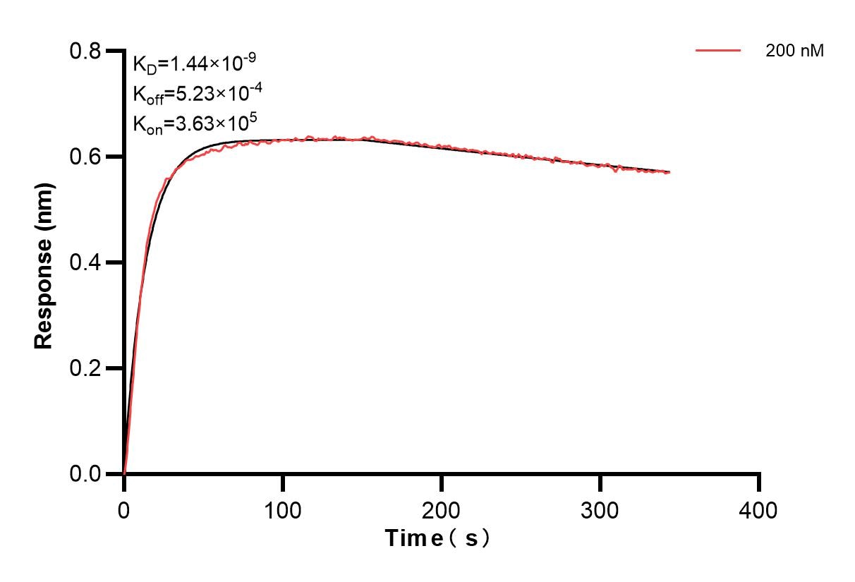 Biolayer interferometry (BLl) kinetic assays of 86023-1-PBS against Human CD74 were performed. The affinity constant is 1.44 nM. Affinity and Kinetic Characterization of 86023-1-PBS