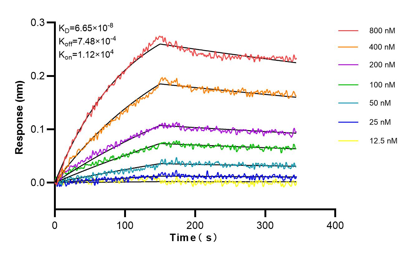 Affinity and Kinetic Characterization of 86027-1-RR