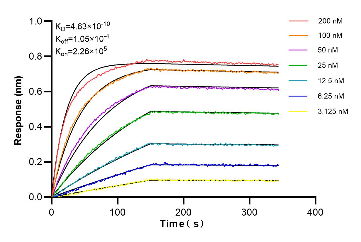 Affinity and Kinetic Characterization of 86034-1-RR