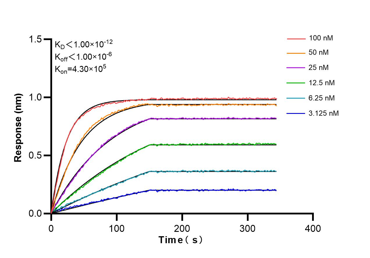 Affinity and Kinetic Characterization of 86035-1-RR