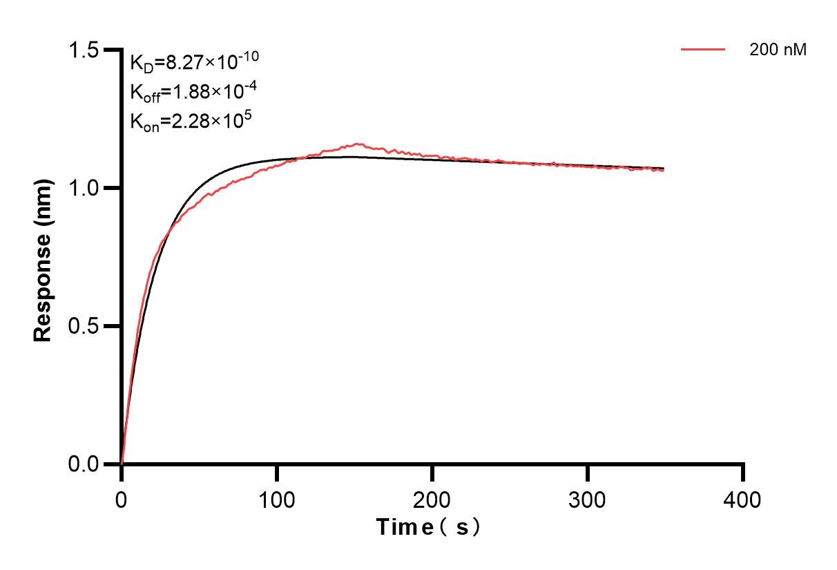 Affinity and Kinetic Characterization of 86040-1-PBS