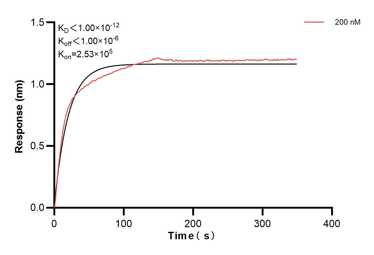 Affinity and Kinetic Characterization of 86040-2-PBS Affinity and Kinetic Characterization of 86040-2-PBS