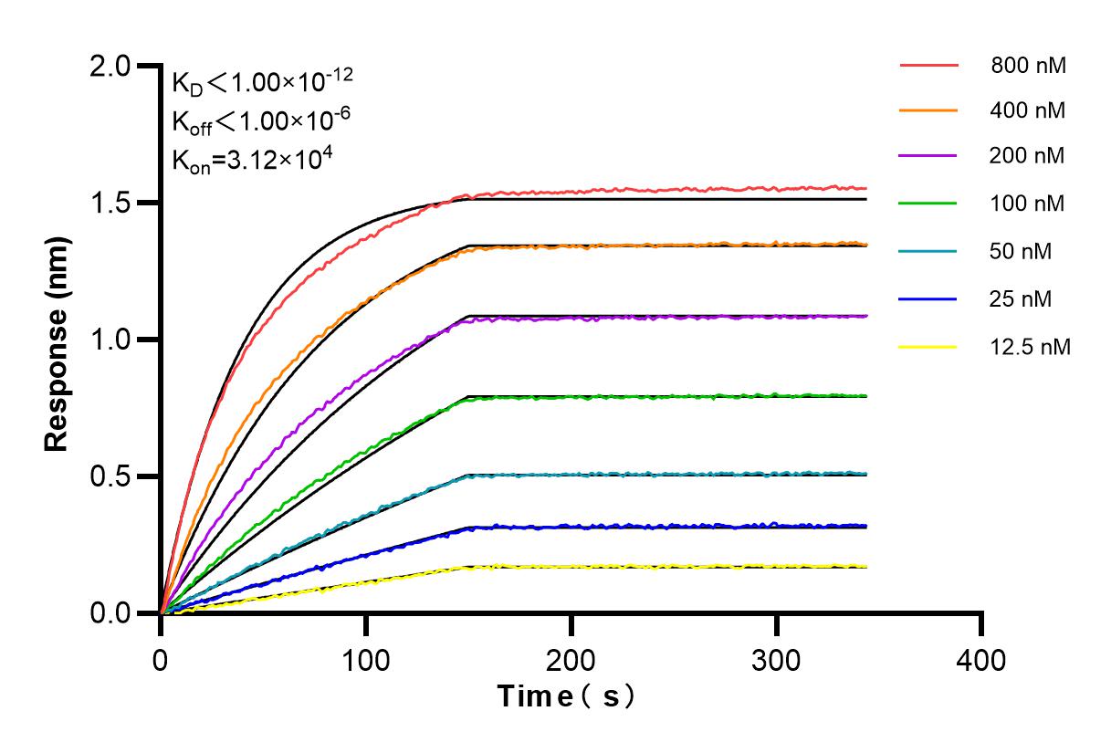 Affinity and Kinetic Characterization of 86050-1-RR
