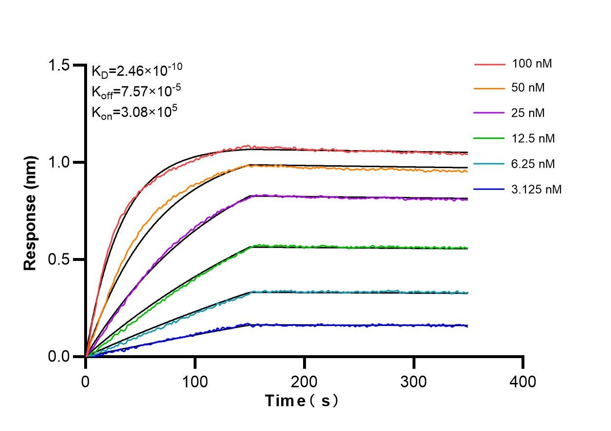 Affinity and Kinetic Characterization of 86057-1-RR