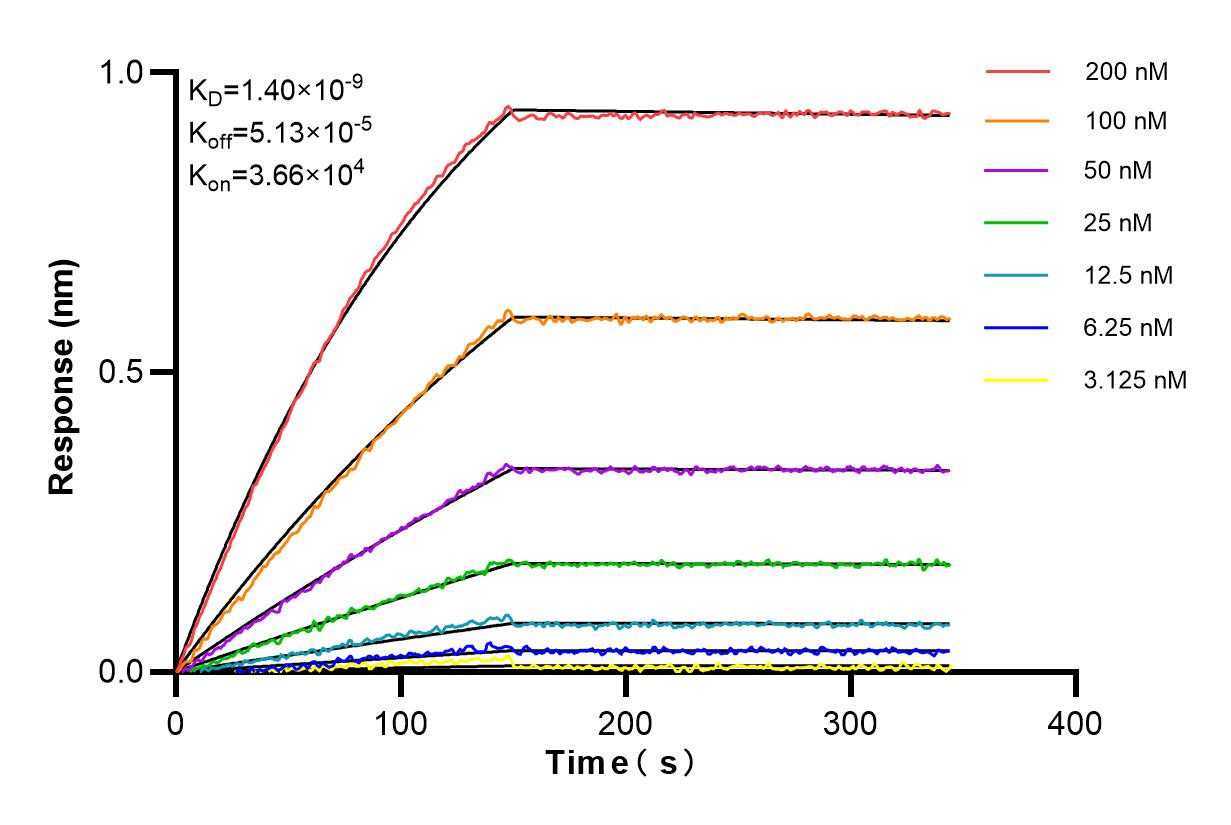 Biolayer interferometry (BLl) kinetic assays of 86059-2-RR against Human LRRC32 were performed. The affinity constant is 1.40 nM. Affinity and Kinetic Characterization of 86059-2-RR
