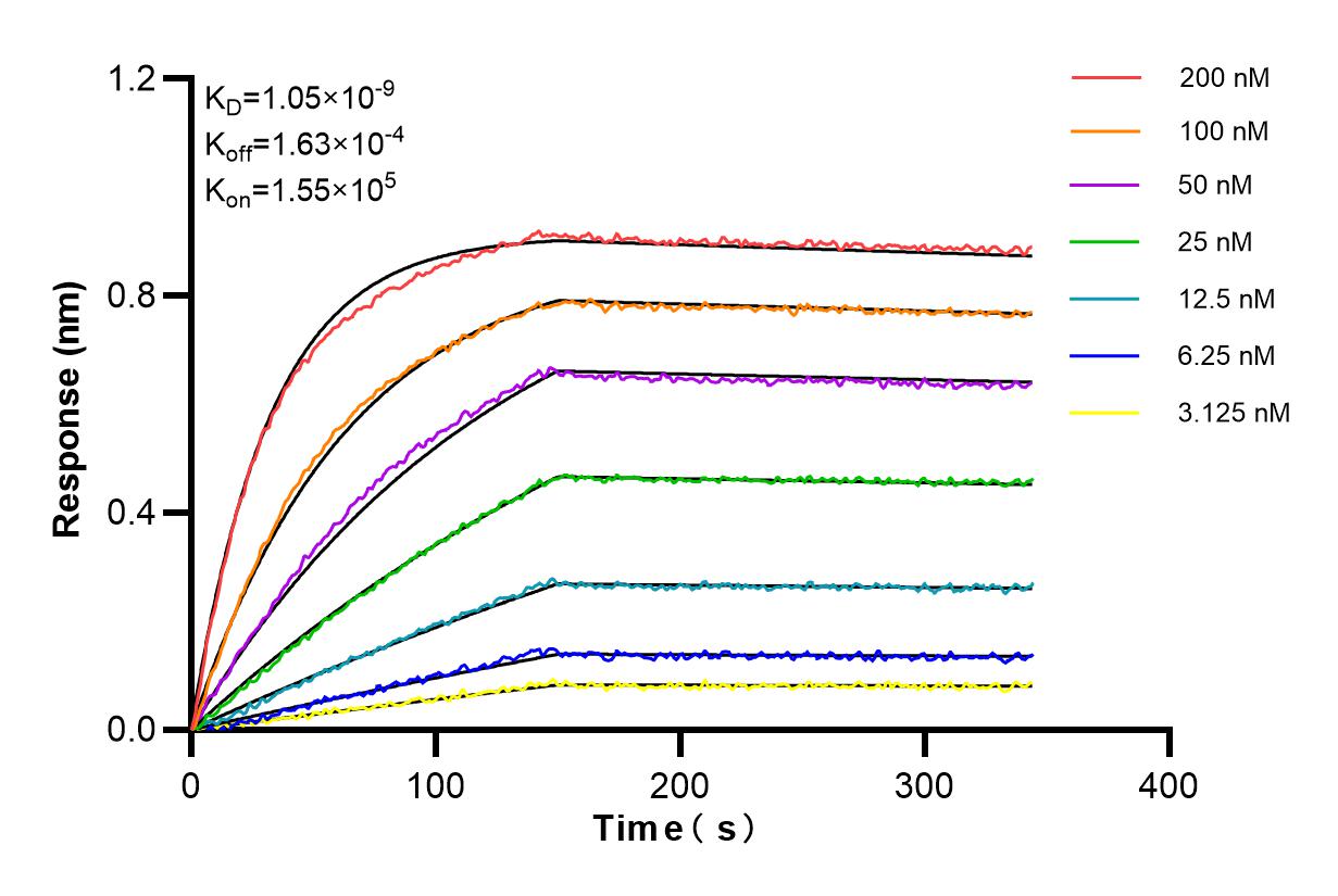 Affinity and Kinetic Characterization of 86062-2-RR