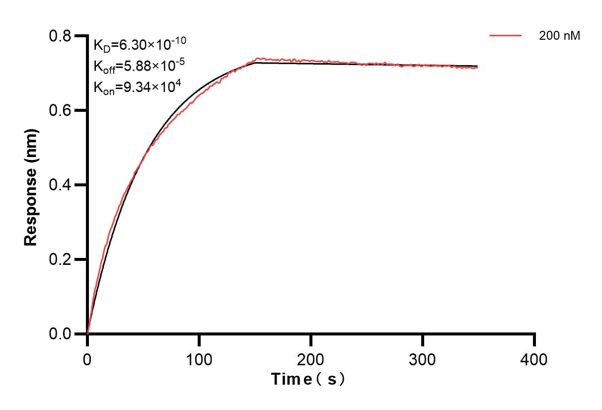 Biolayer interferometry (BLl) kinetic assay of 86067-1-PBS against Human Serpin C1/Antithrombin III was performed. The affinity constant is 0.63 nM. Affinity of 86067-2-PBS