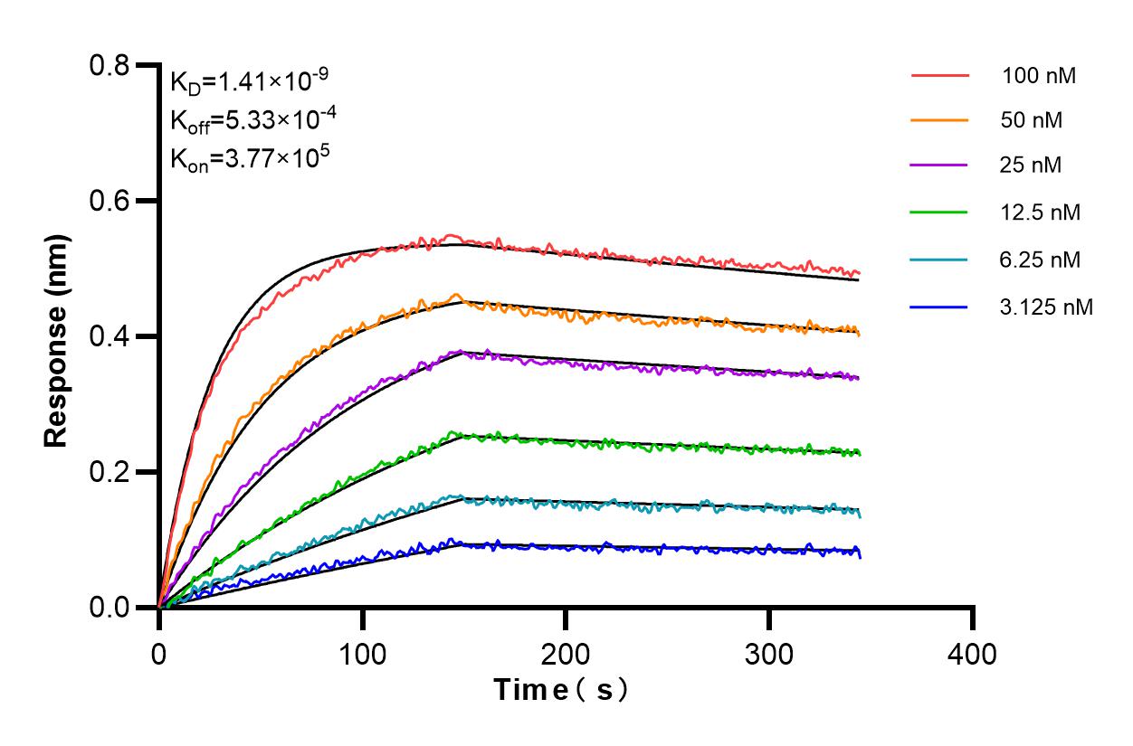 Affinity and Kinetic Characterization of 86075-1-RR