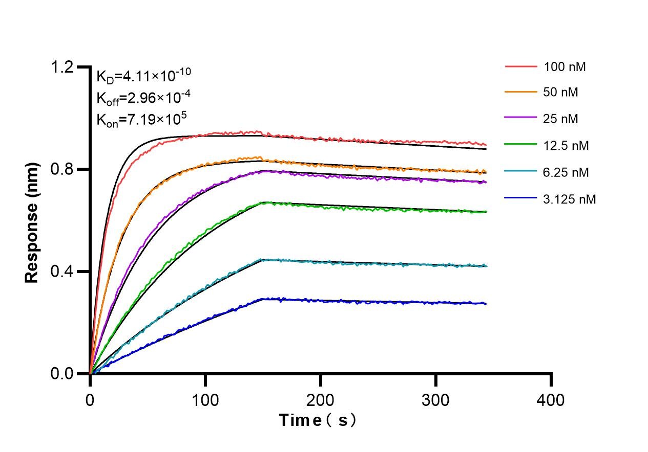 Biolayer interferometry (BLl) kinetic assays of 86085-1-RR against Human NKX3-1 were performed. The affinity constant is 0.411 nM. Affinity and Kinetic Characterization of 86085-1-RR
