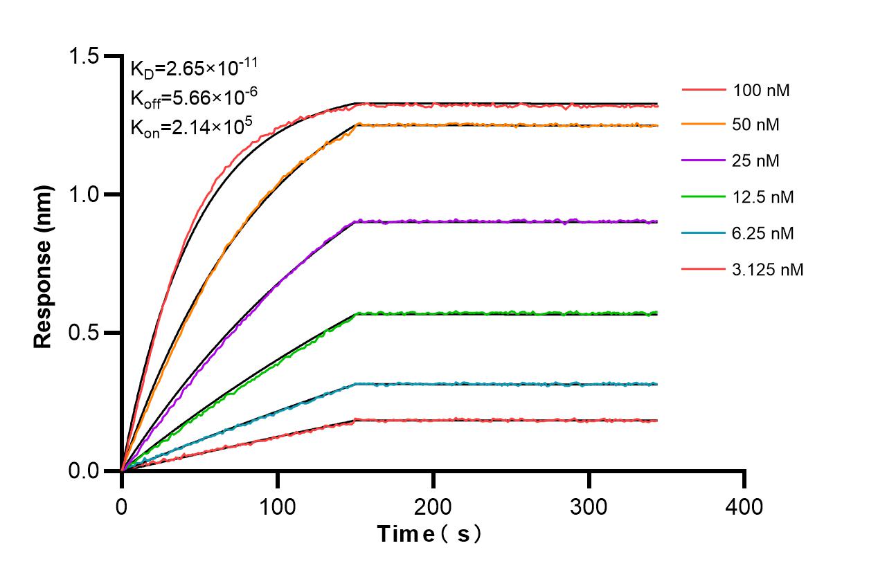Affinity and Kinetic Characterization of 86086-1-RR