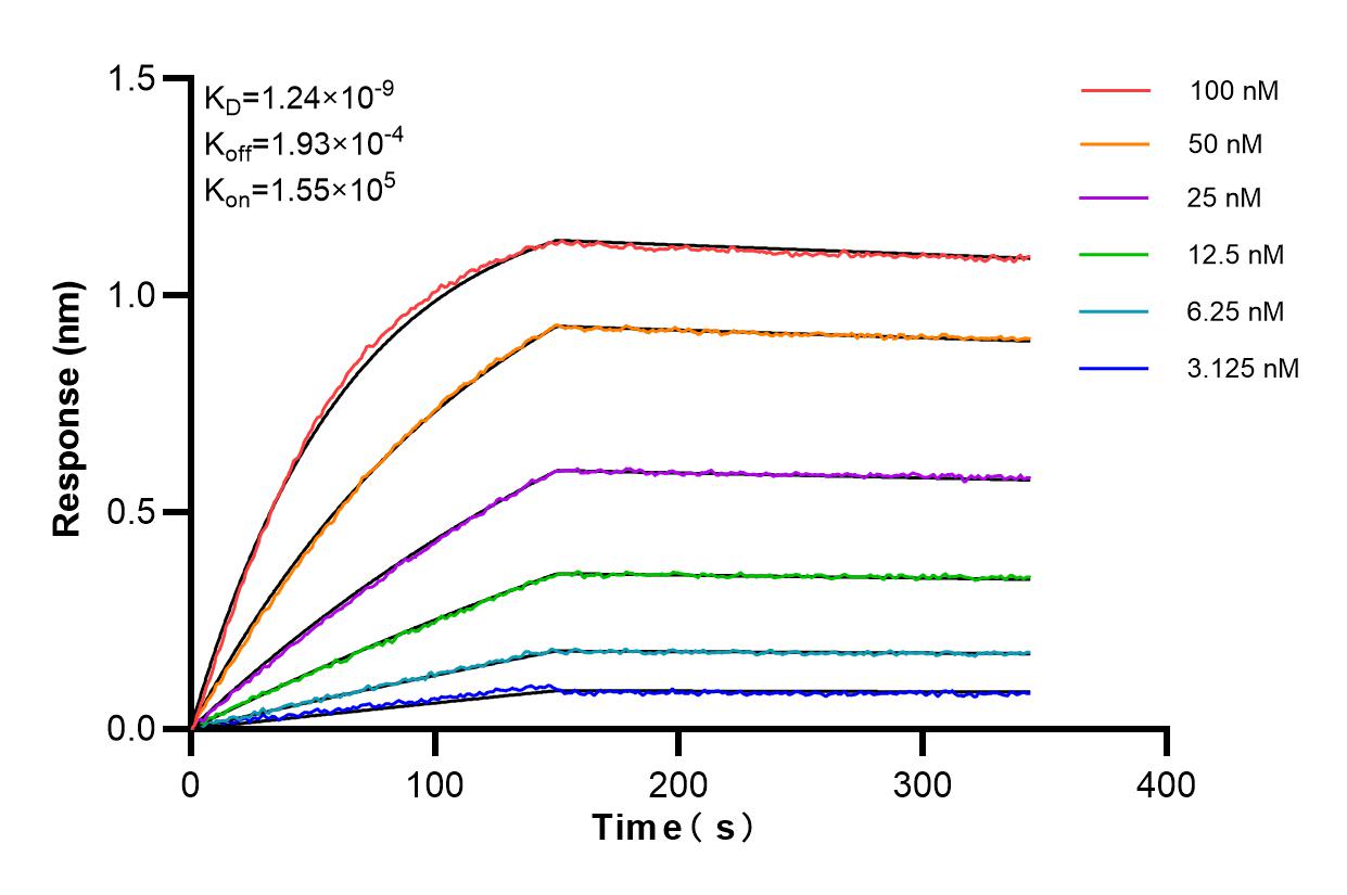 Affinity and Kinetic Characterization of 86087-2-RR