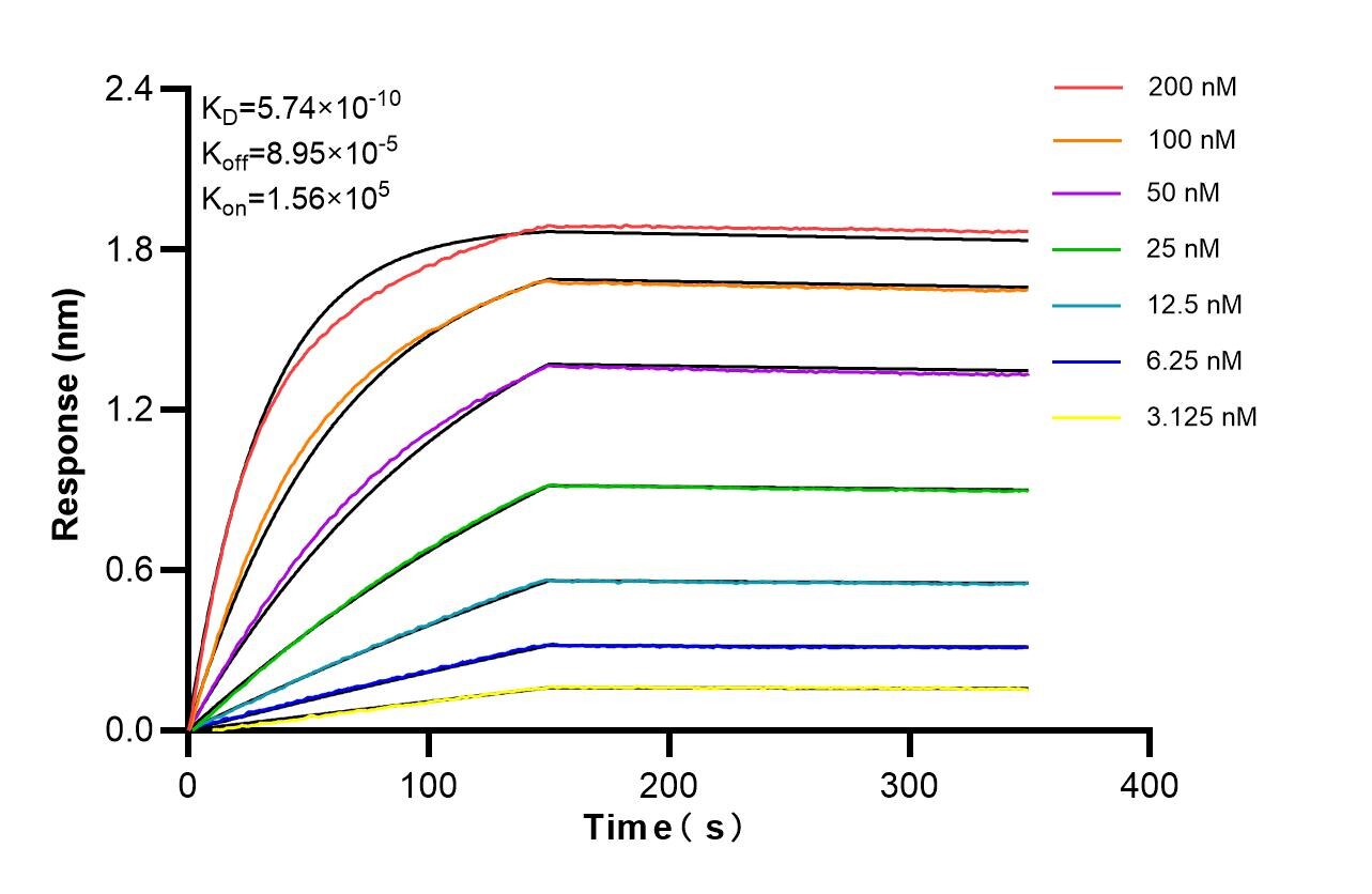 Affinity of 86091-1-RR