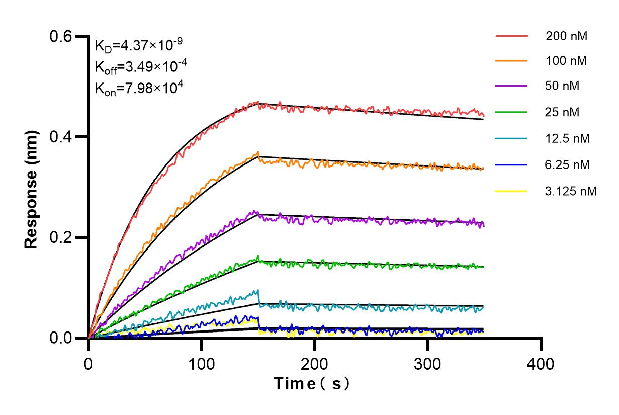 Affinity and Kinetic Characterization of 86093-1-RR