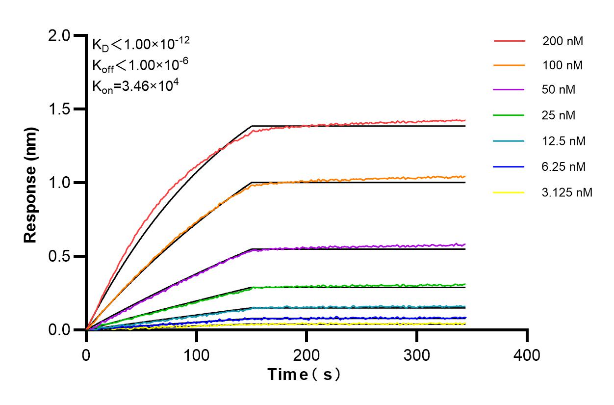 Affinity and Kinetic Characterization of 86095-1-RR