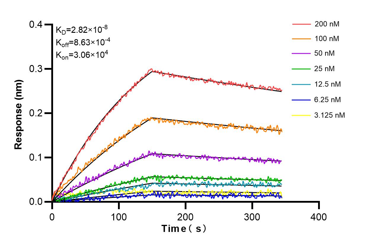 Affinity and Kinetic Characterization of 86120-2-RR