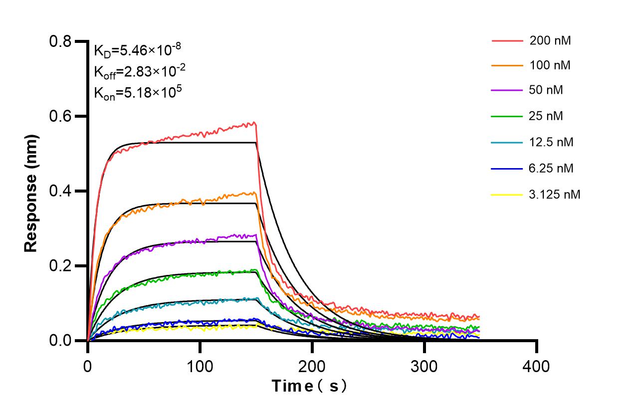 Affinity and Kinetic Characterization of 86124-1-RR