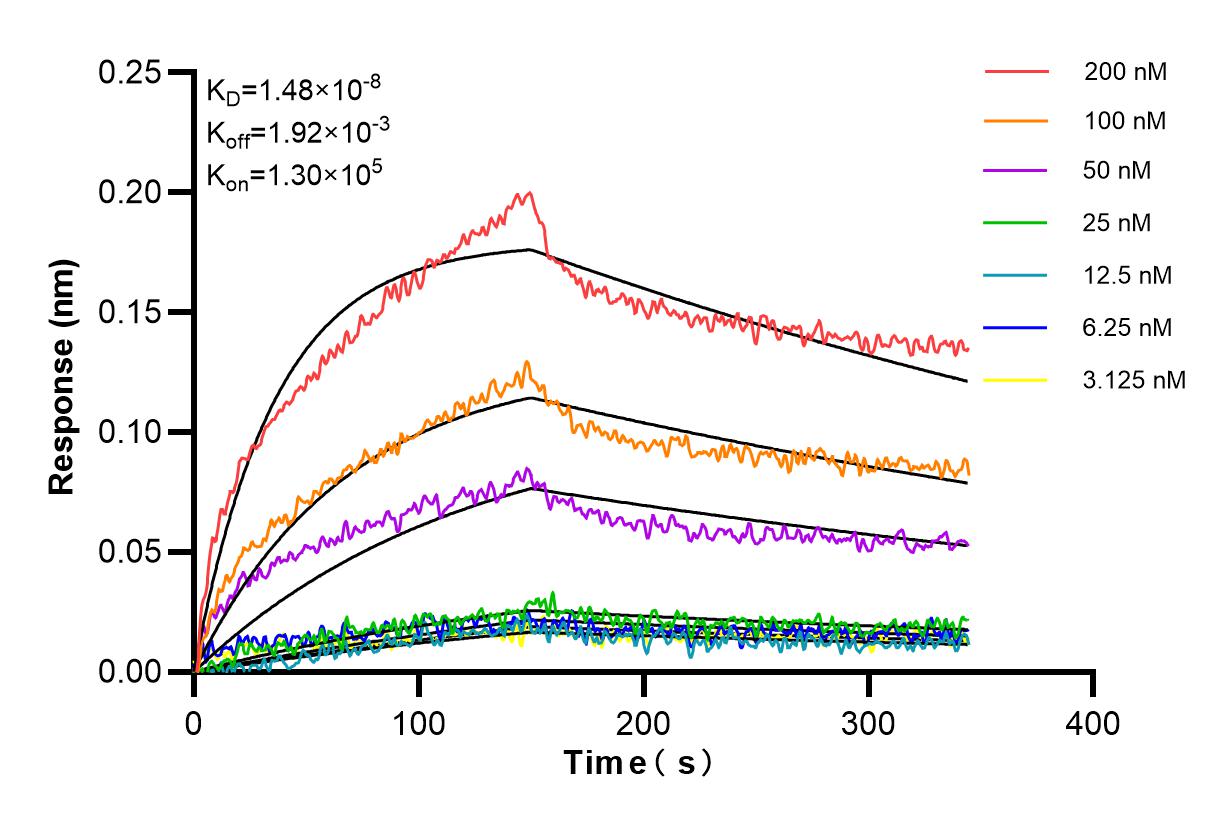 Affinity and Kinetic Characterization of 86128-1-RR