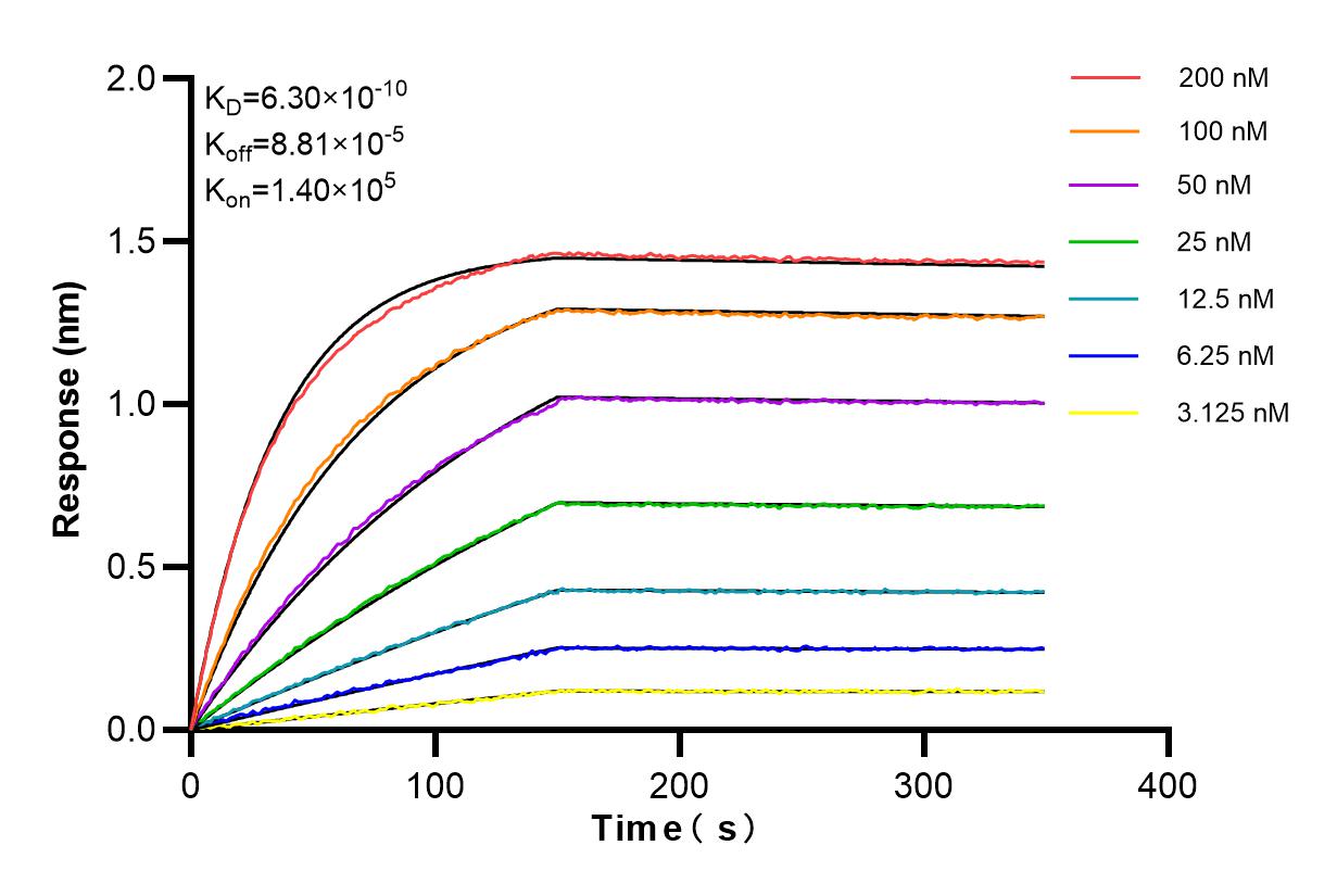 Affinity and Kinetic Characterization of 86128-2-RR