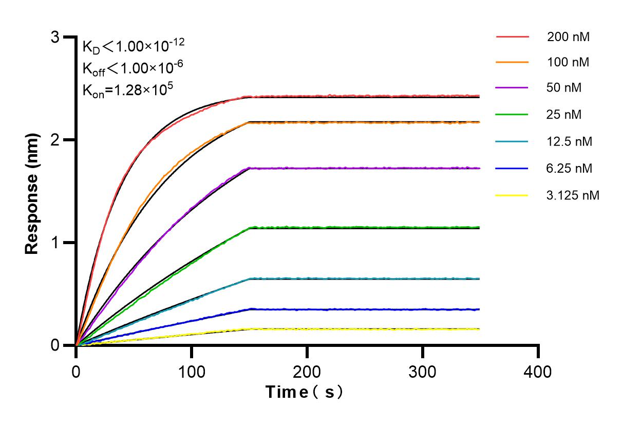 Affinity and Kinetic Characterization of 86146-1-RR