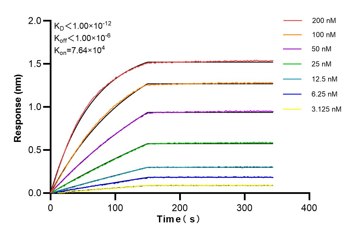 Affinity and Kinetic Characterization of 86154-1-RR