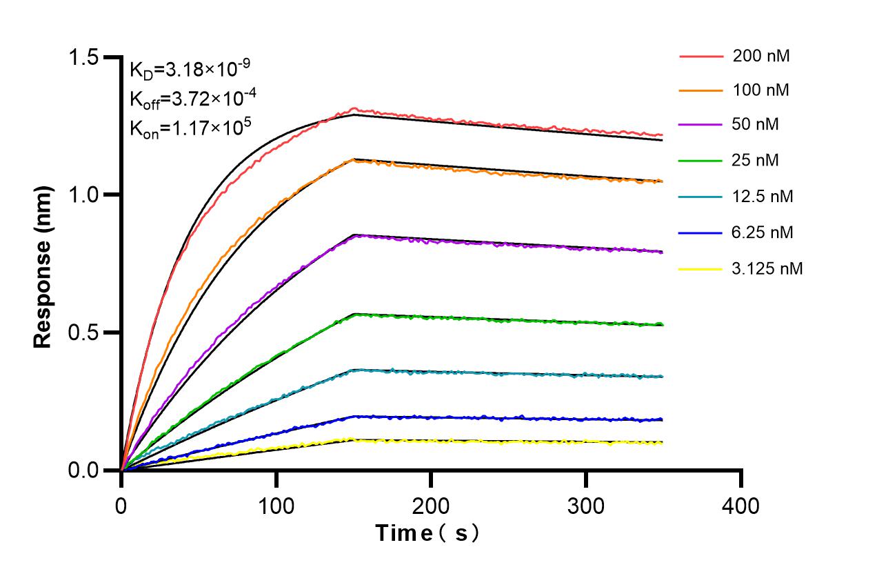 Affinity and Kinetic Characterization of 86156-1-RR