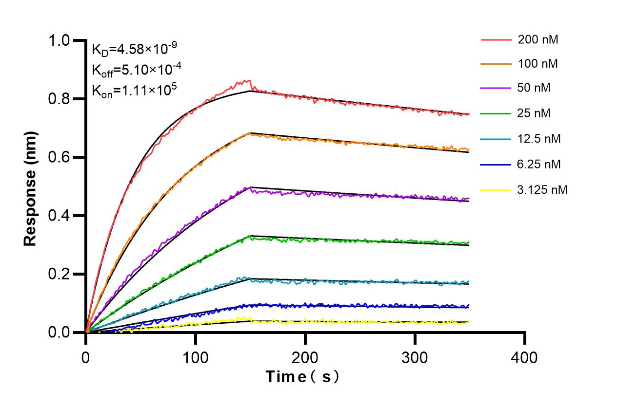 Affinity and Kinetic Characterization of 86157-3-RR