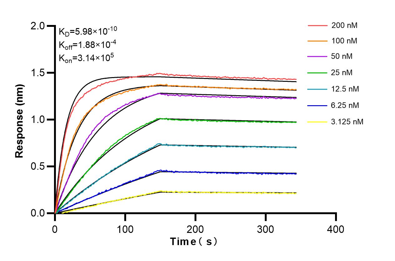 Affinity and Kinetic Characterization of 86161-3-RR