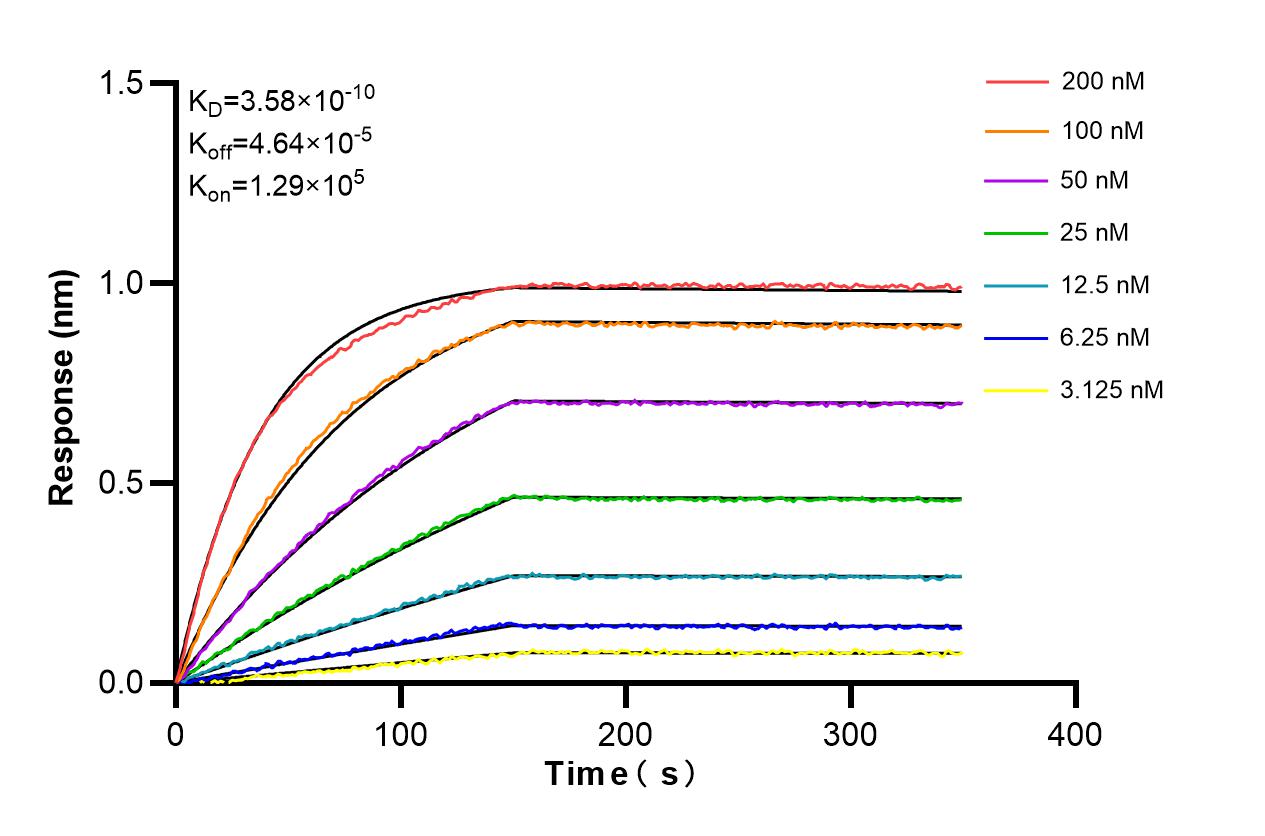 Affinity and Kinetic Characterization of 86162-1-RR