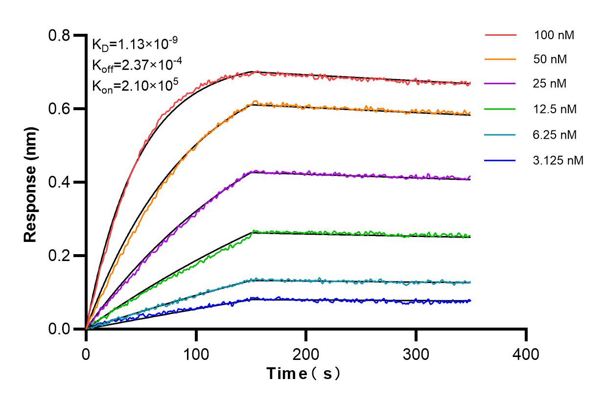 Affinity and Kinetic Characterization of 86163-1-RR