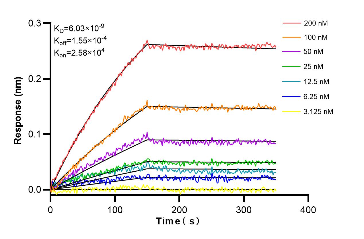 Affinity and Kinetic Characterization of 86166-3-RR