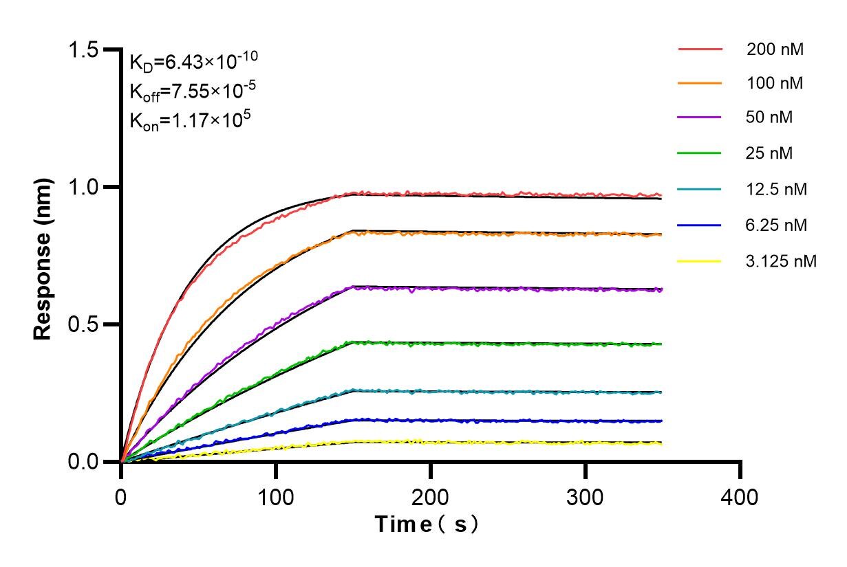 Biolayer interferometry (BLl) kinetic assays of 86167-1-RR against Human NDP52 were performed. The affinity constant is 0.643 nM. Affinity and Kinetic Characterization of 86167-1-RR