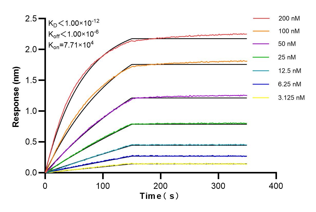 Affinity and Kinetic Characterization of 86169-2-RR