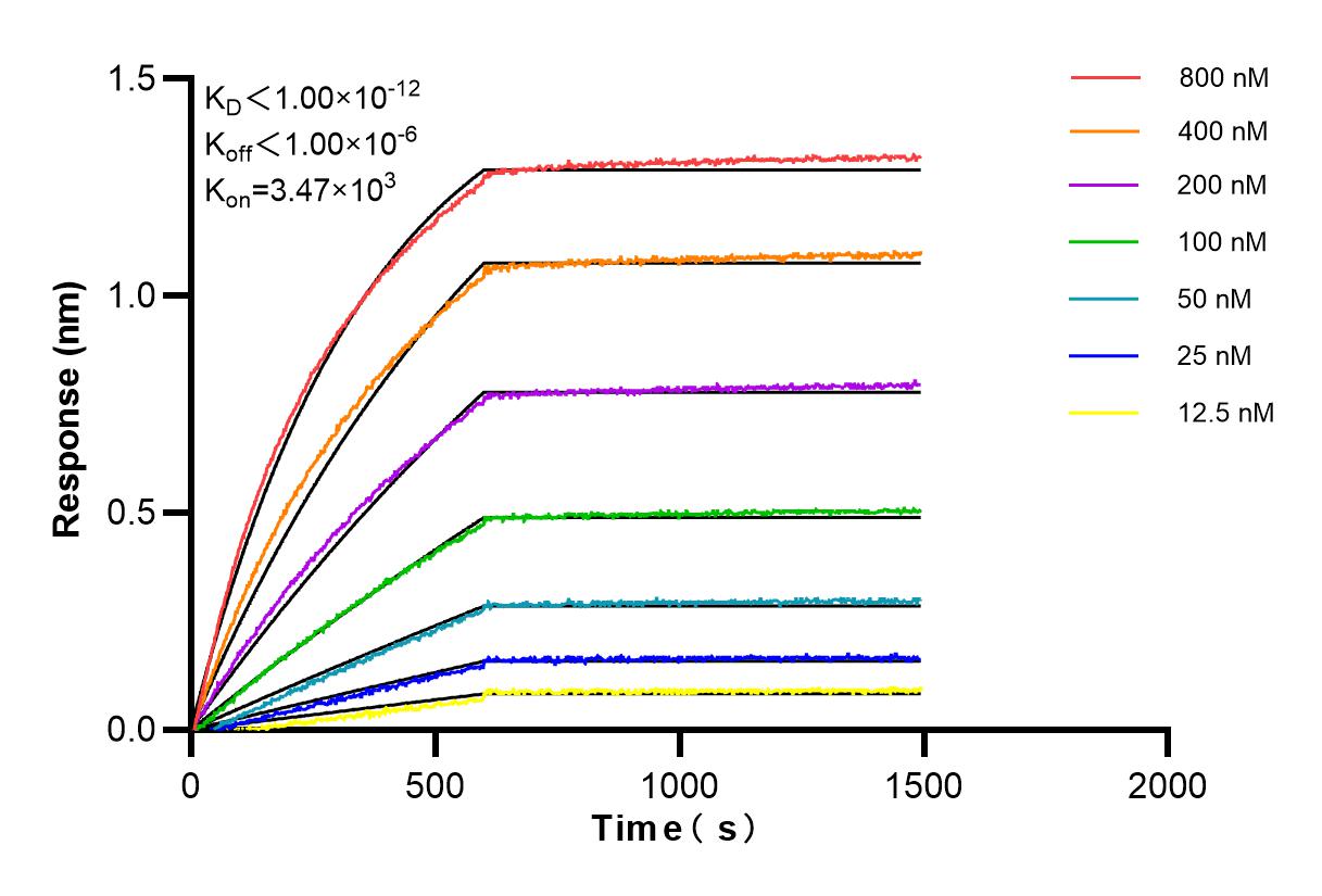 Affinity and Kinetic Characterization of 86172-1-RR