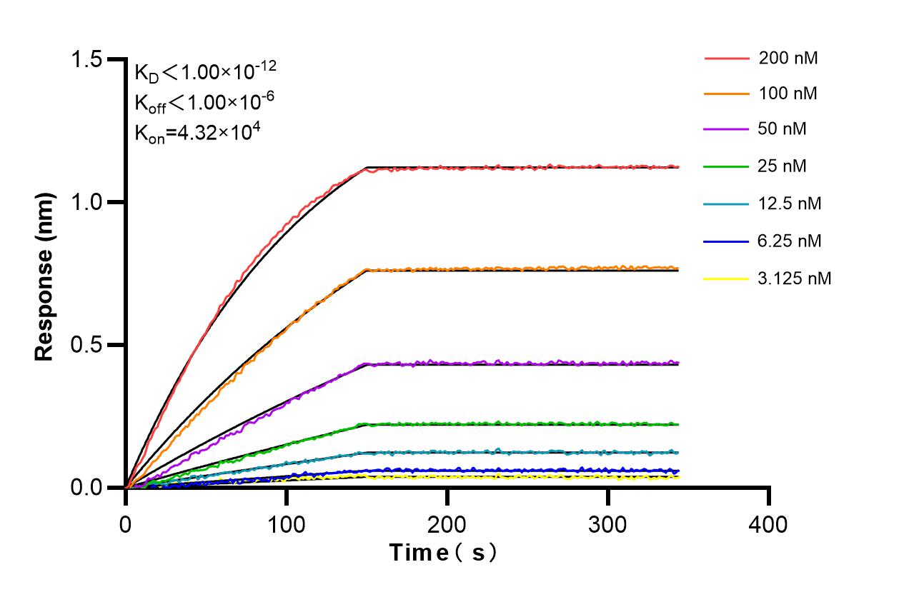 Affinity and Kinetic Characterization of 86174-2-RR