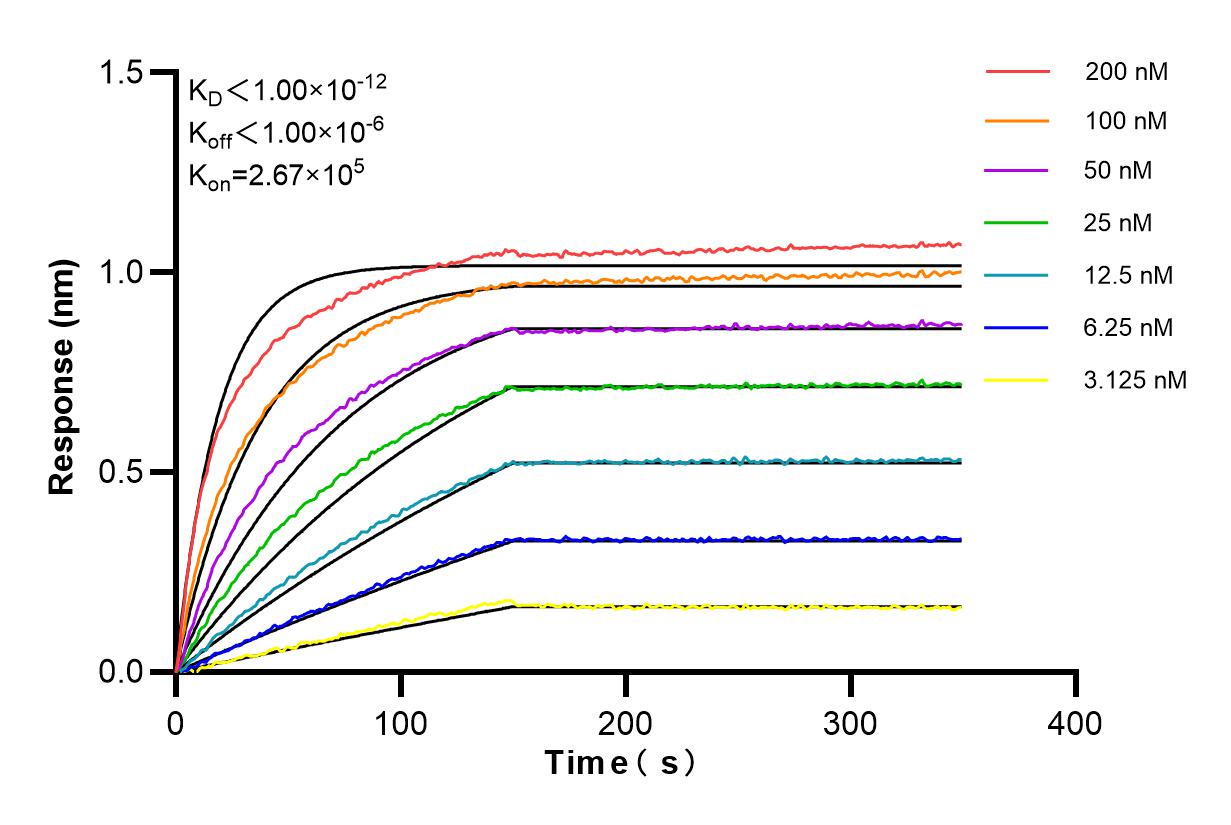 Affinity and Kinetic Characterization of 86181-1-RR