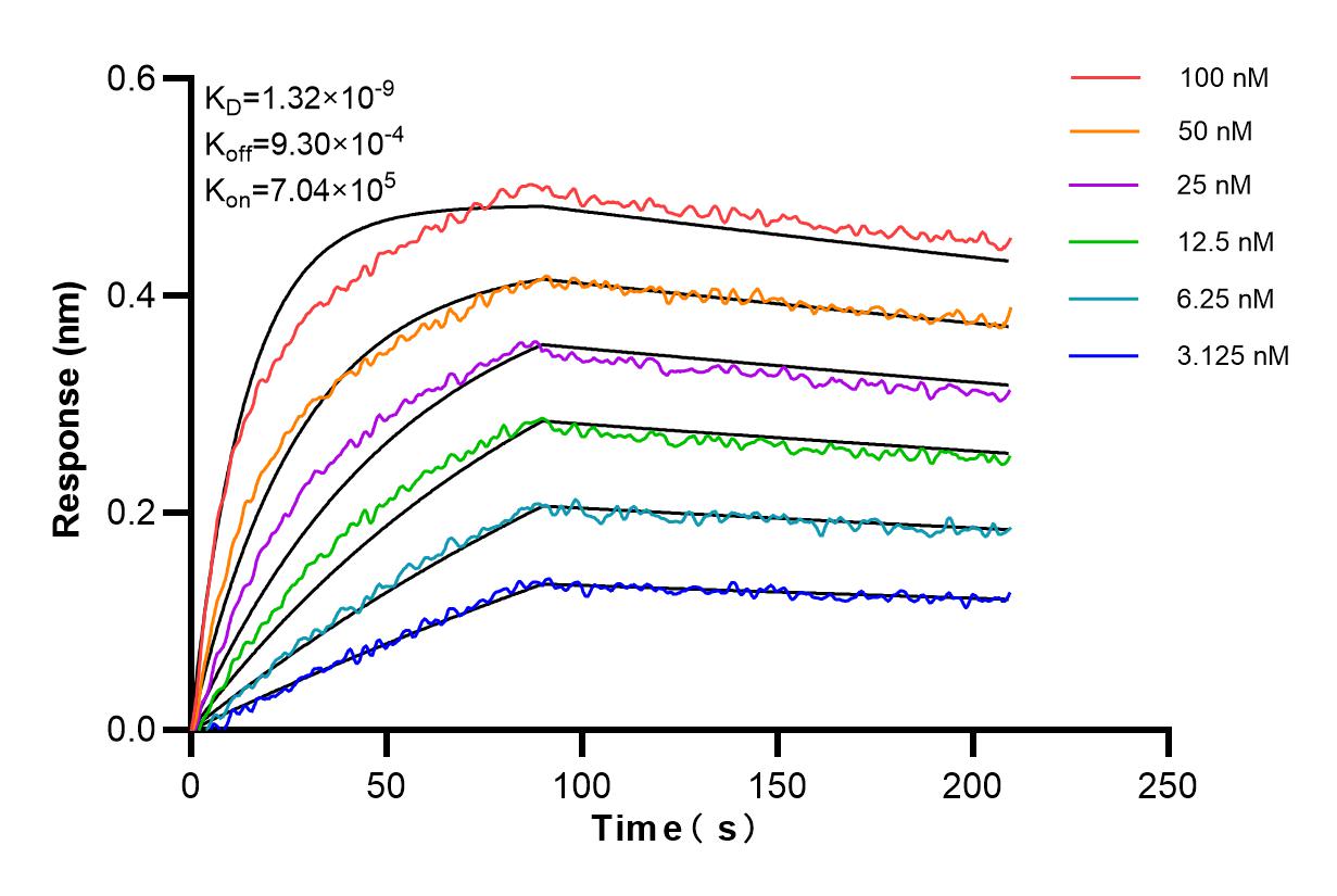 Affinity and Kinetic Characterization of 86183-1-RR