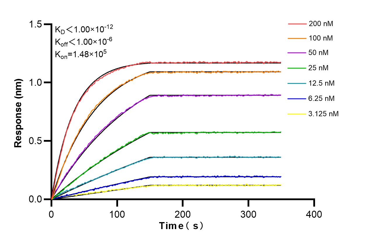 Affinity and Kinetic Characterization of 86187-1-RR