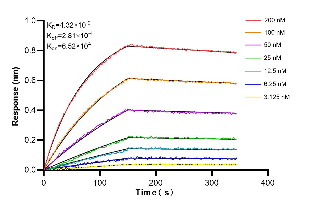 Affinity and Kinetic Characterization of 86189-1-RR