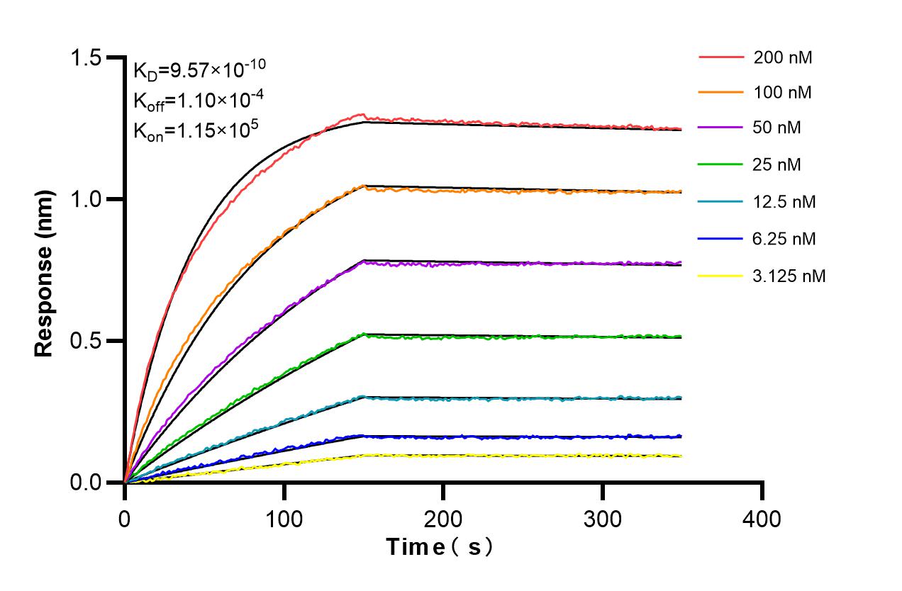 Affinity and Kinetic Characterization of 86189-2-RR