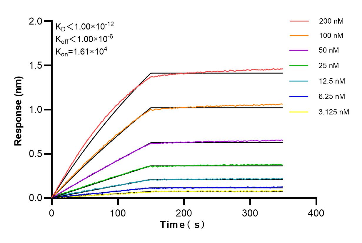 Affinity and Kinetic Characterization of 86193-1-RR