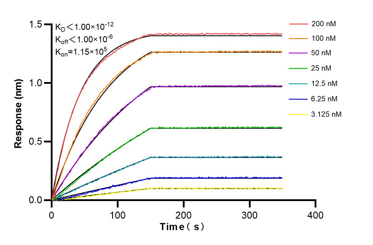Affinity and Kinetic Characterization of 86196-1-RR
