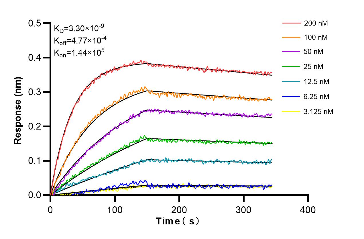 Affinity and Kinetic Characterization of 86199-3-RR