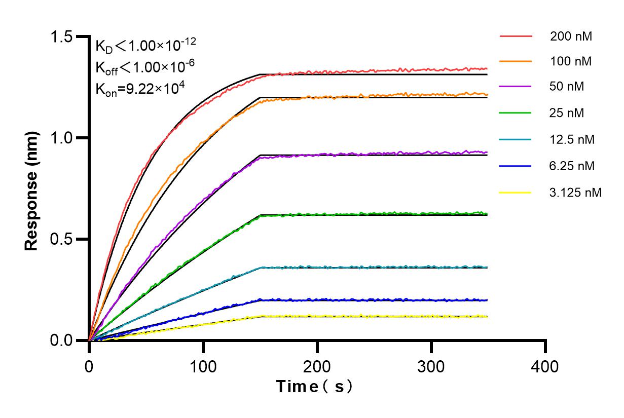Biolayer interferometry (BLl) kinetic assays of 86201-1-RR against Human NKCC1/SLC12A2 were performed. The affinity constant is below 1 pM. Affinity and Kinetic Characterization of 86201-1-RR