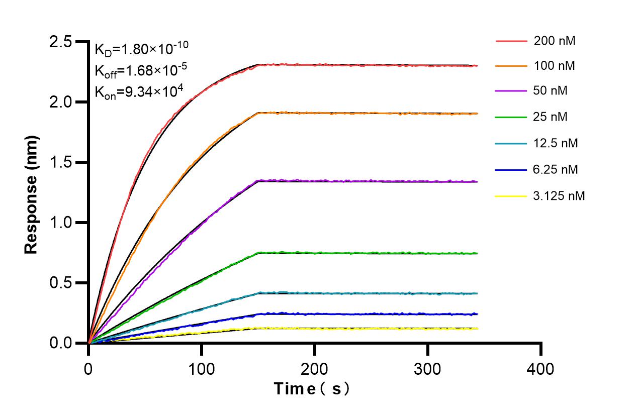 Affinity and Kinetic Characterization of 86202-1-RR