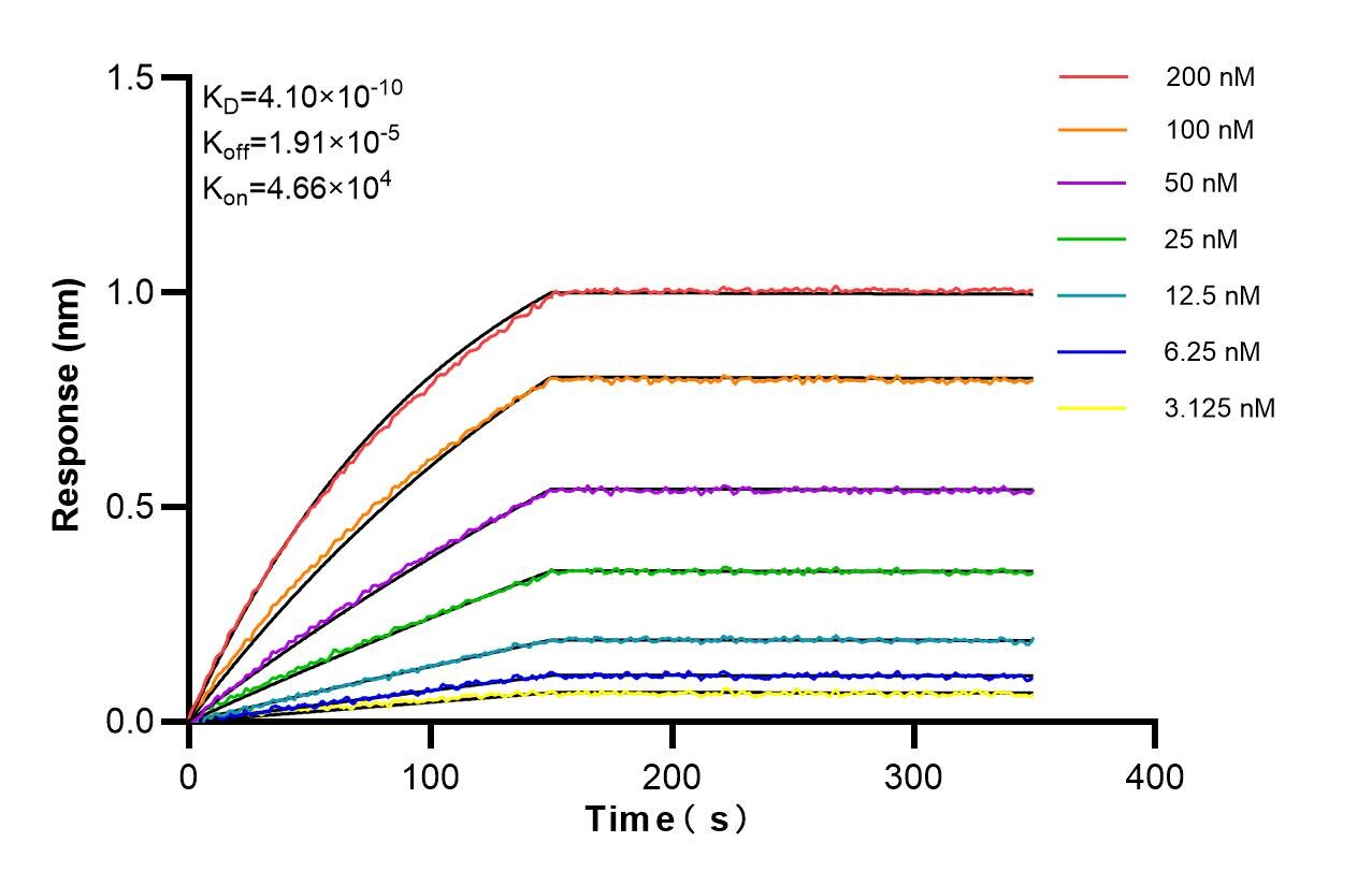 Affinity and Kinetic Characterization of 86204-1-RR