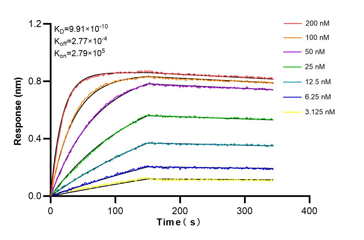 Affinity and Kinetic Characterization of 86205-1-RR