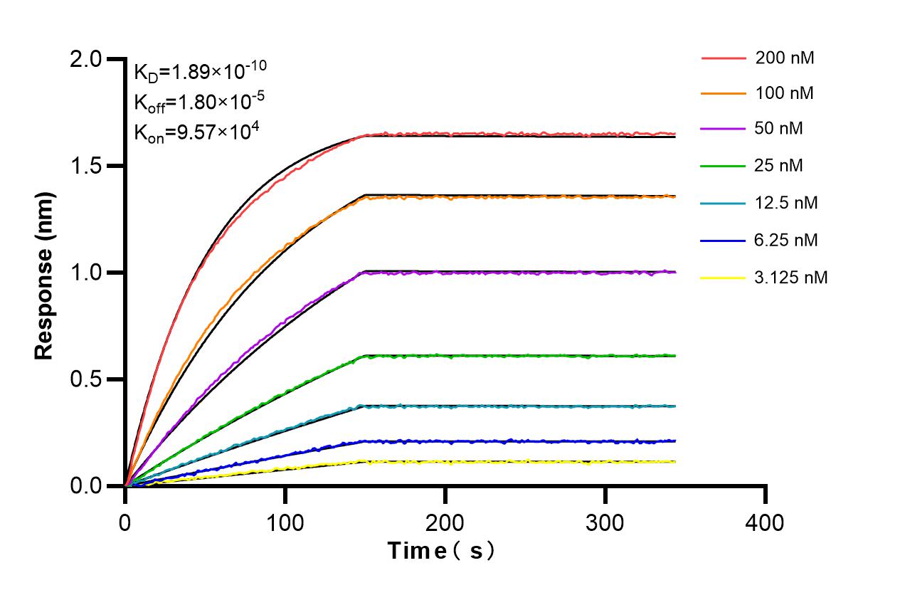 Biolayer interferometry (BLl) kinetic assays of 86209-1-RR against Human PGM2L1 were performed. The affinity constant is 0.189 nM. Affinity and Kinetic Characterization of 86209-1-RR