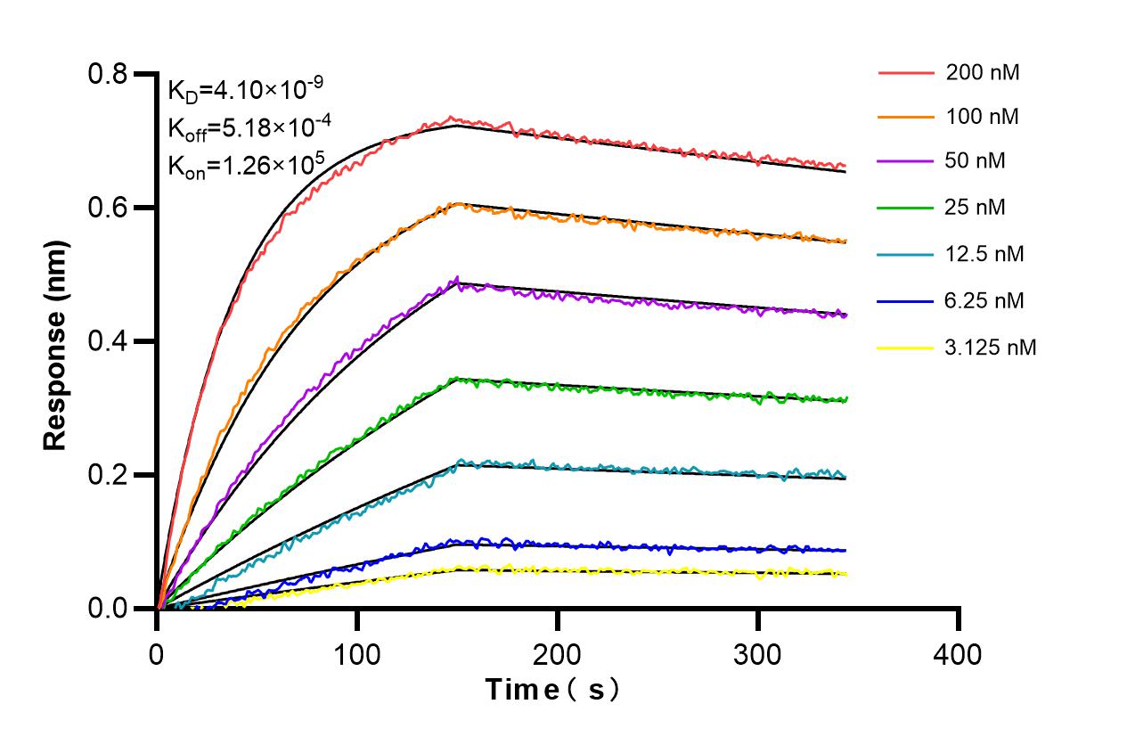 Affinity and Kinetic Characterization of 86216-1-RR
