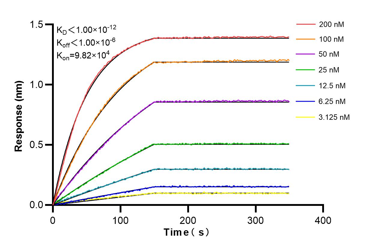Affinity and Kinetic Characterization of 86218-2-RR